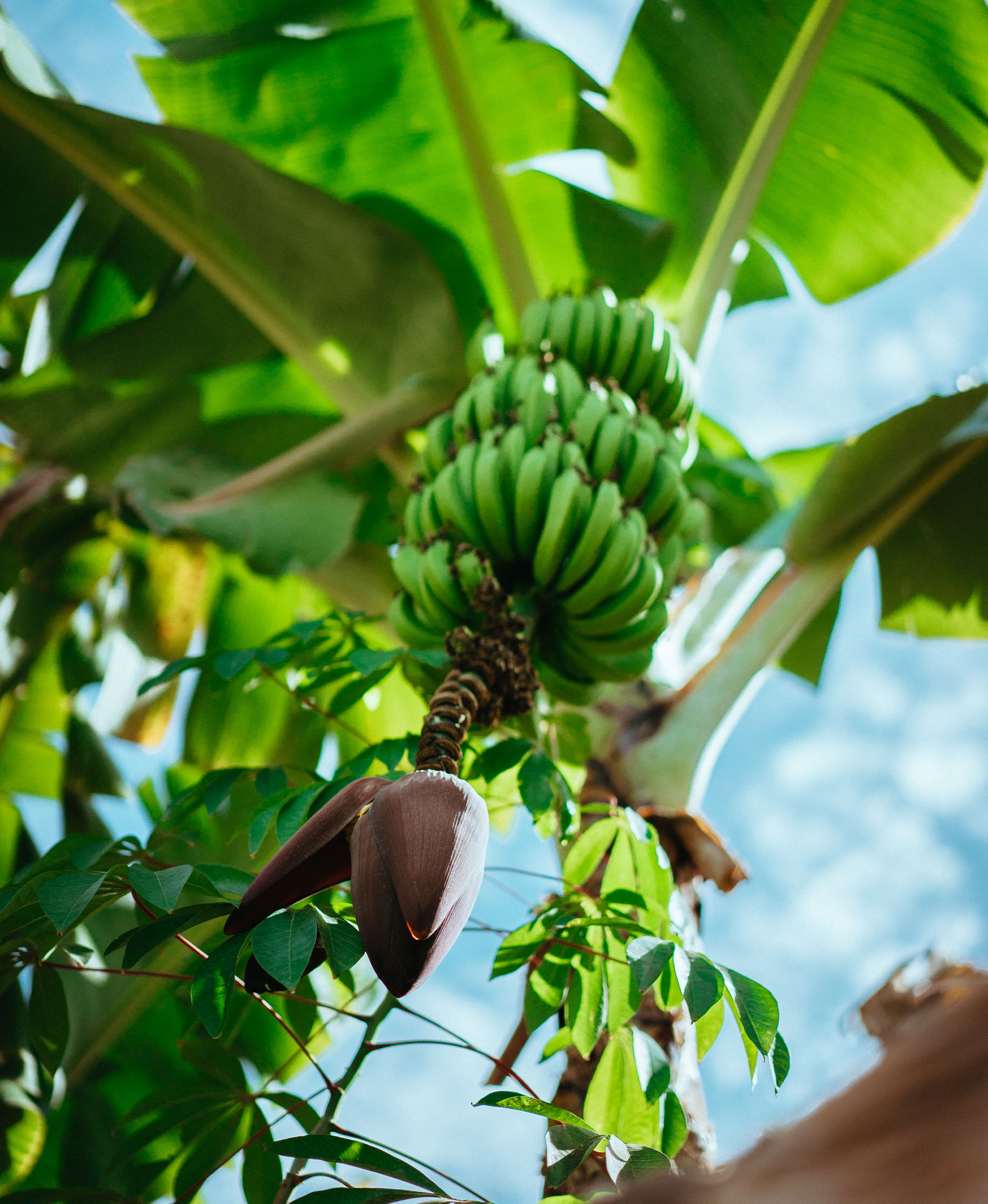 Banano orgánico de exportación