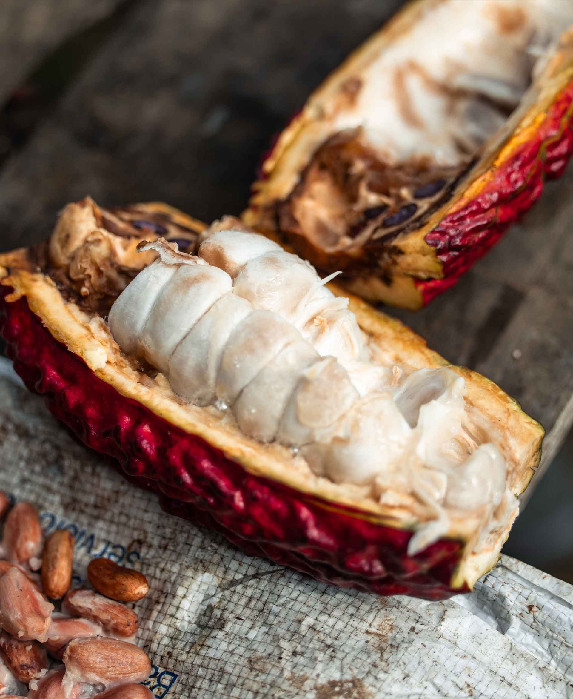 Cacao CCN – 51