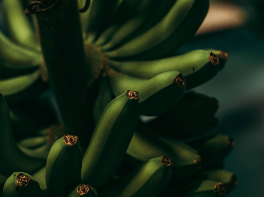 La Cumbre de Banana 2025