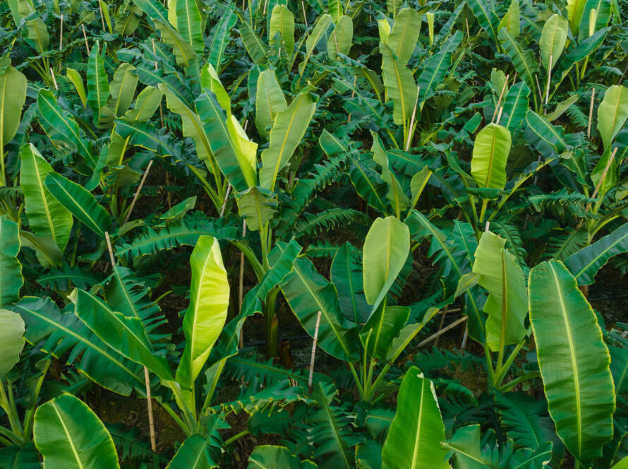 La Cumbre banano 2025