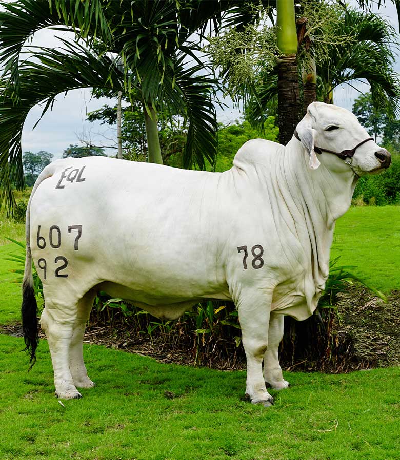 Brahman Gris Estuardo Quirola Lojas