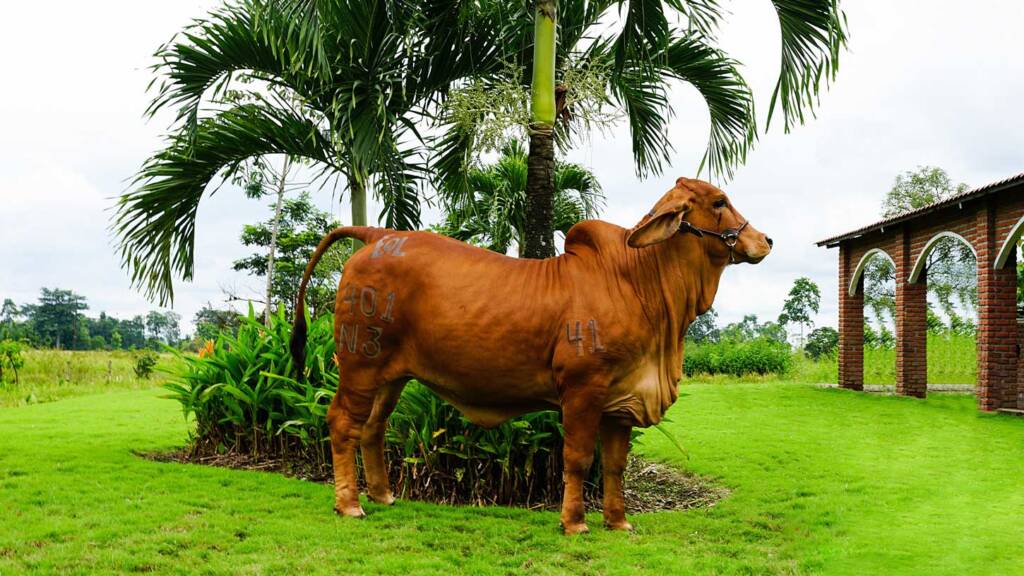 Ganado Brahman Rojo - Estuardo Quirola Lojas