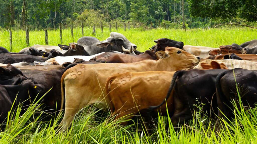 Brahman Rojo - Quirola