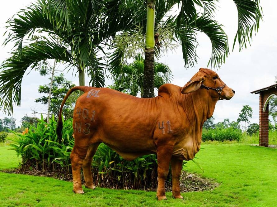 Brahman - Empresas Estuardo Quirola Lojas