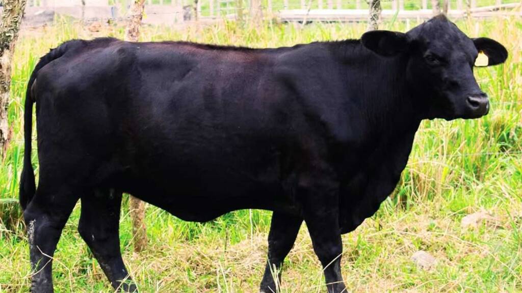 Brangus Negro EEQL