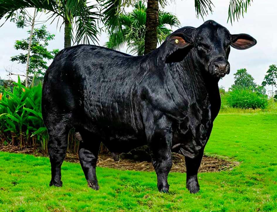 Brangus Negro