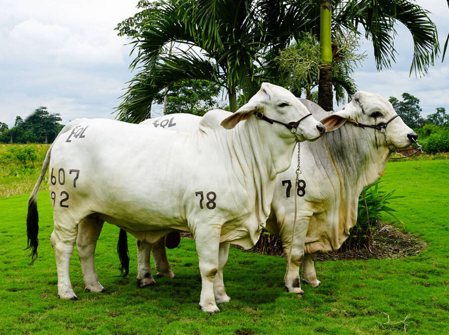 Raza Angus y Brahman Ecuador