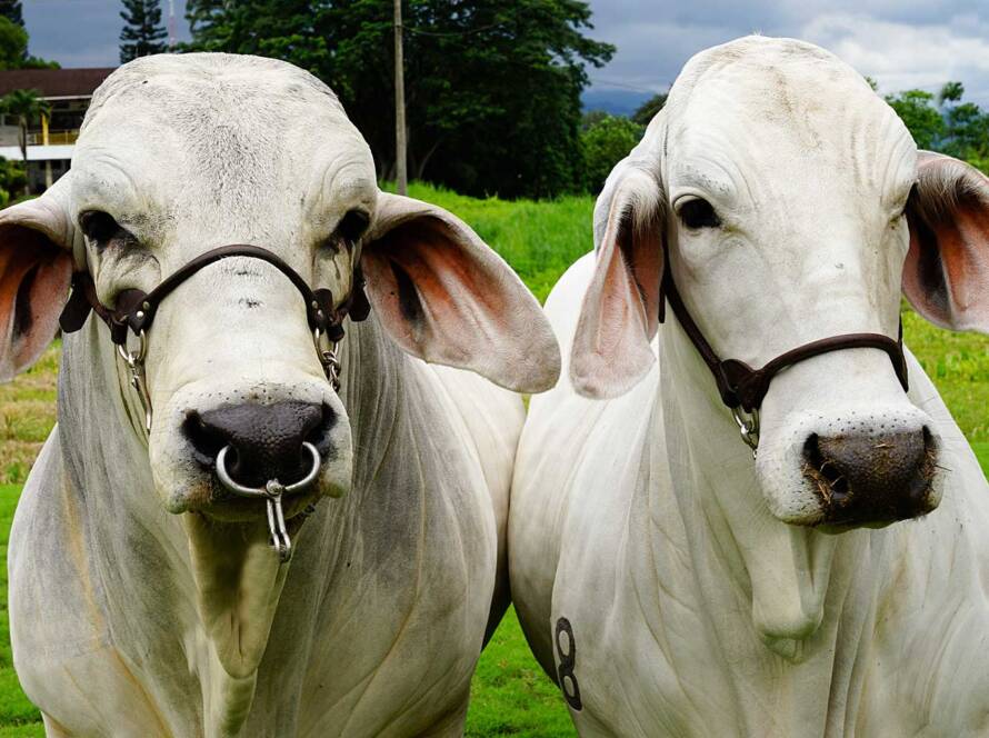 Transferencia de embriones