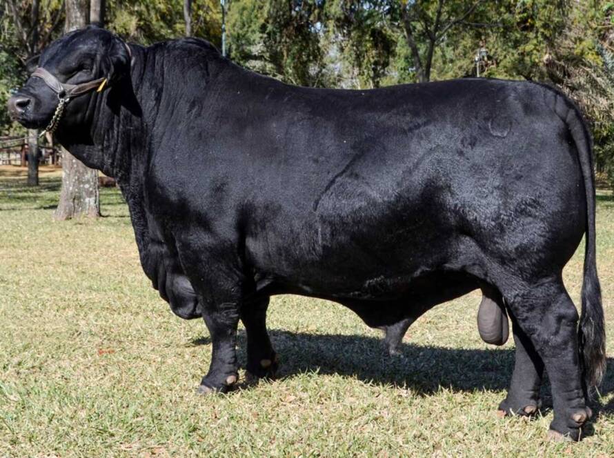 Brangus Negro Ecuador