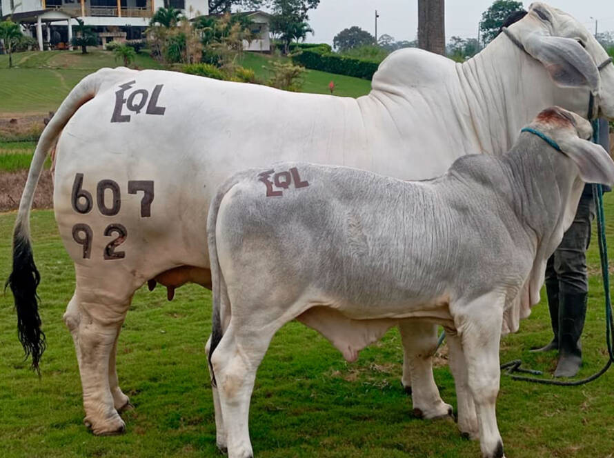 embriones bovinos en Ecuador