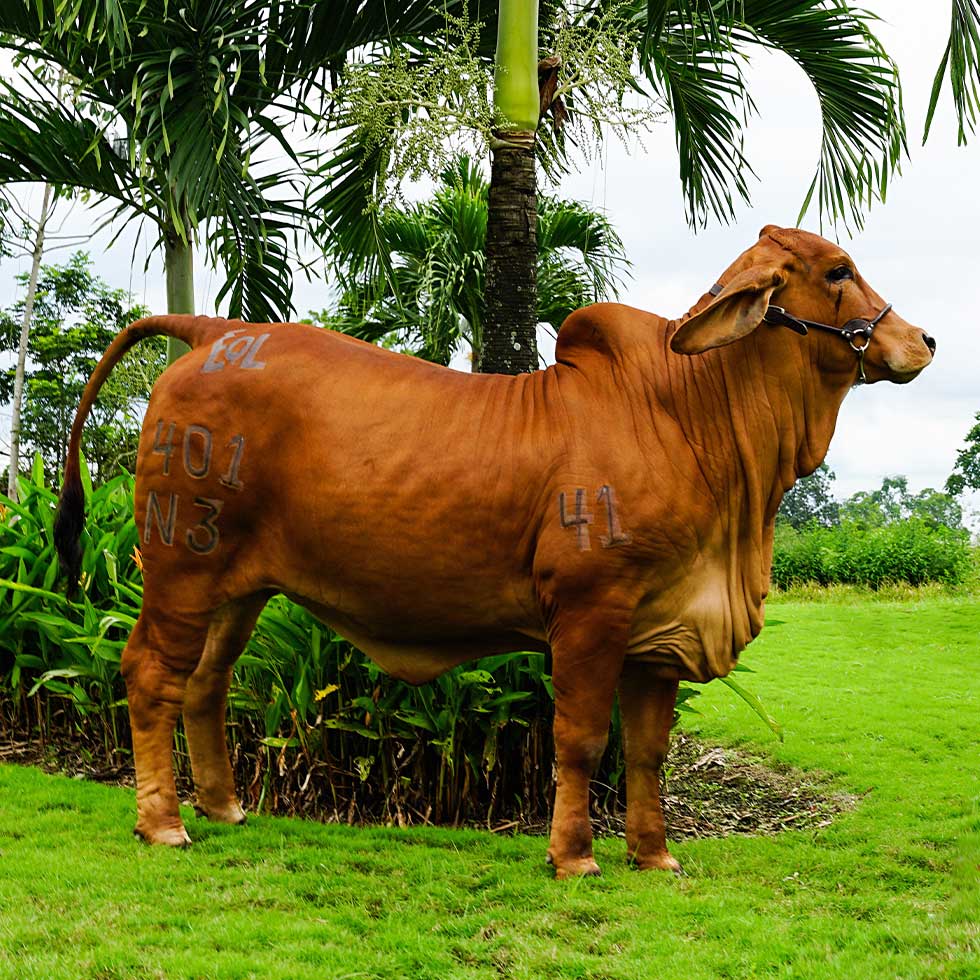 Embriones brahman rojo / embriones brahman gris