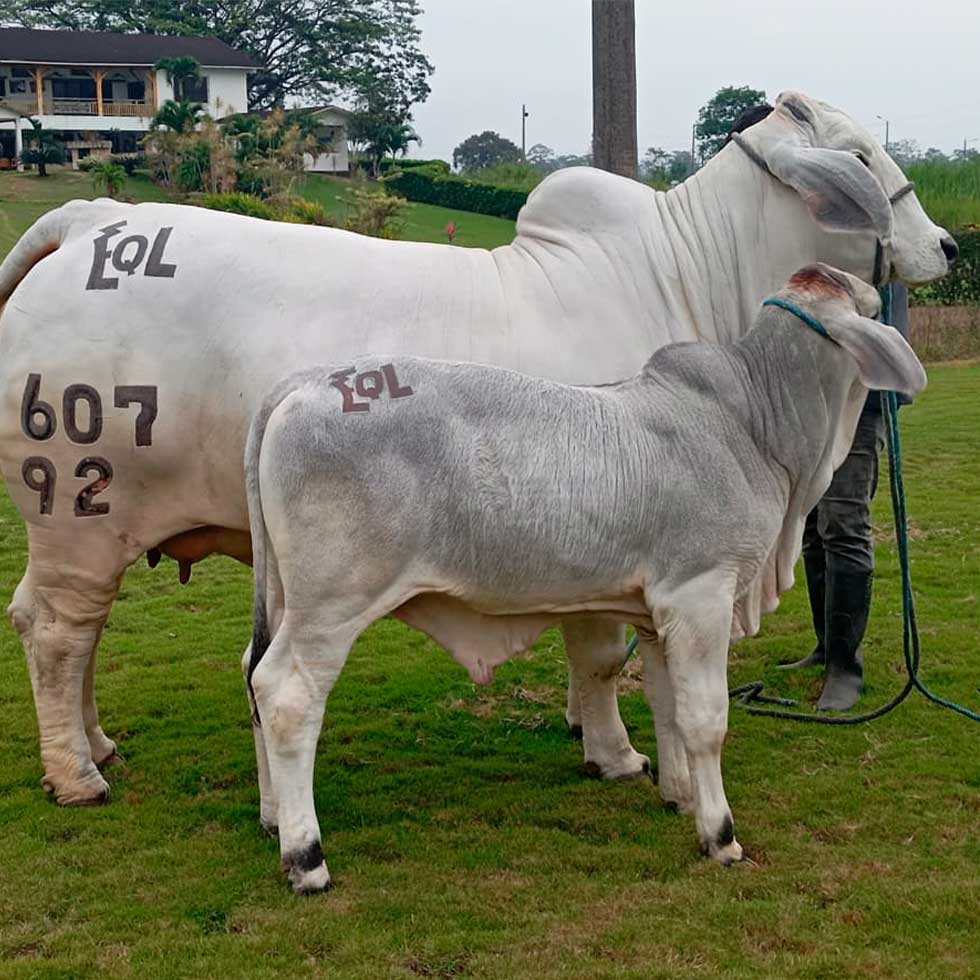 embriones genetica elite