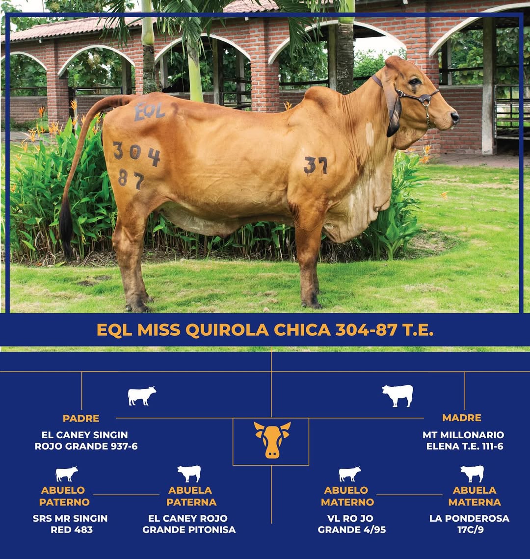 Brahman Gris - Miss Quirola Chica