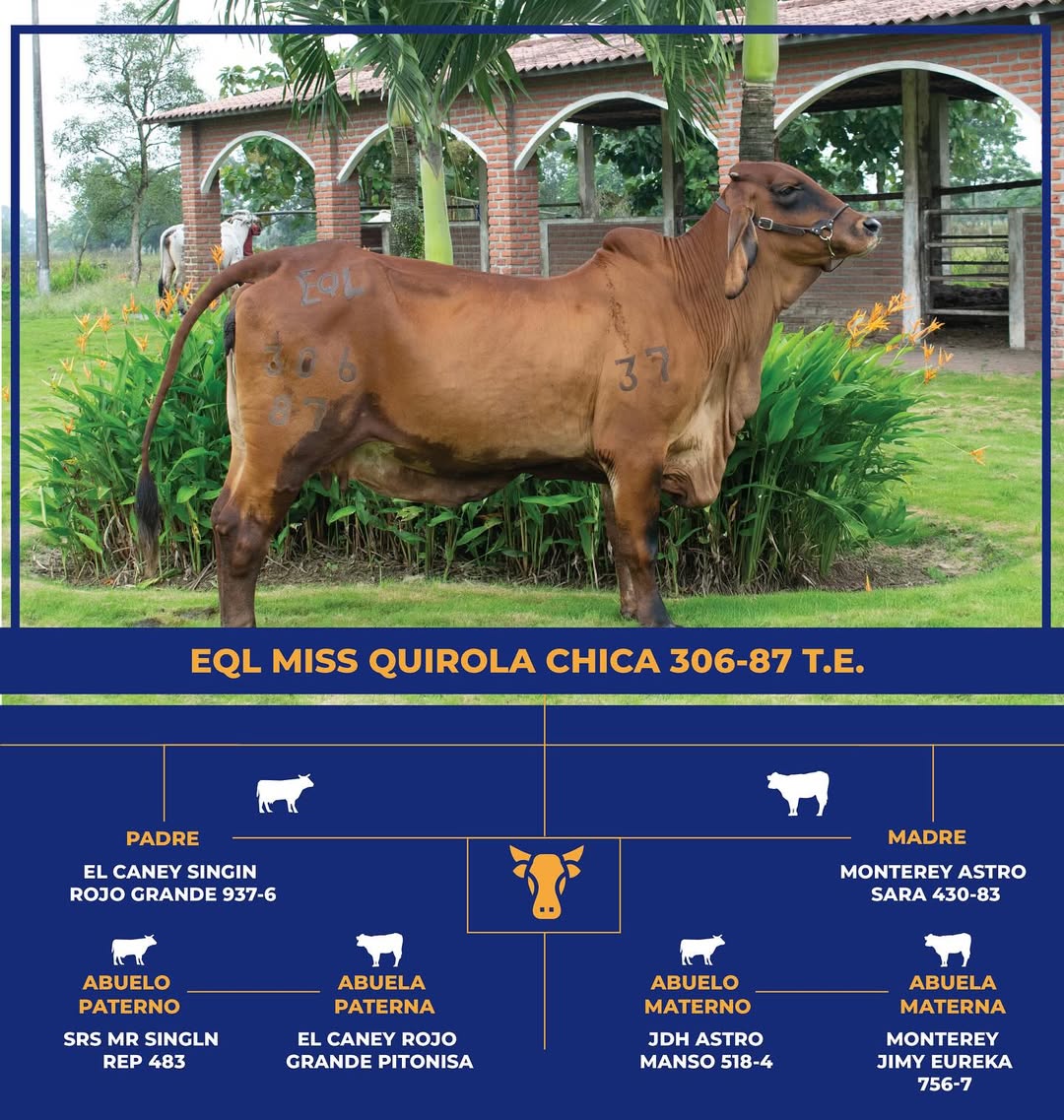 Brahman Gris - Miss Quirola Chica