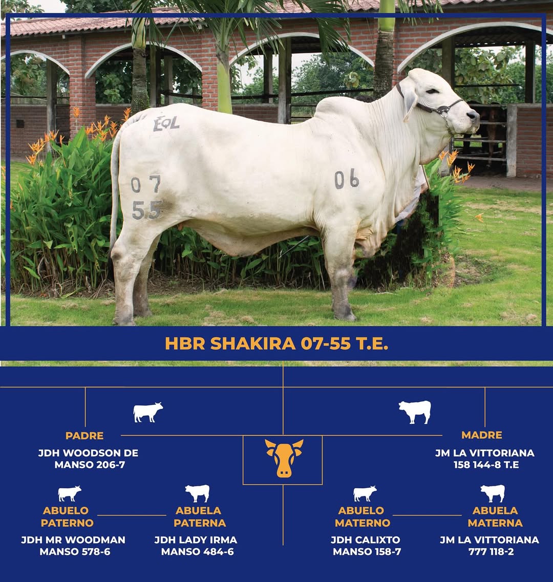 Brahman Gris - HBR Shakira