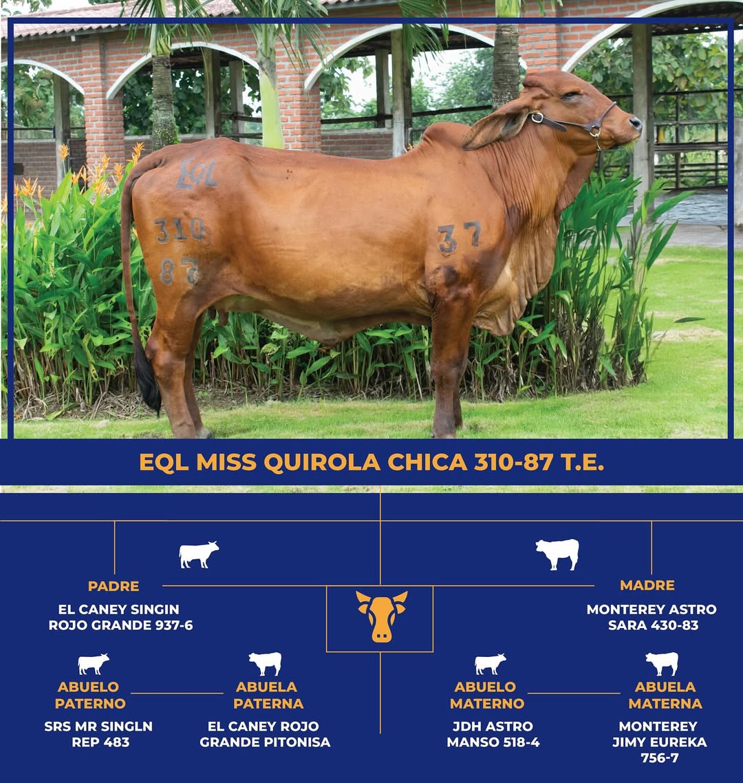 Brahman Gris - Miss Quirola Chica