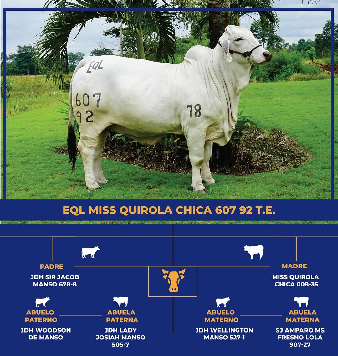 Brahman Gris - Miss Quirola