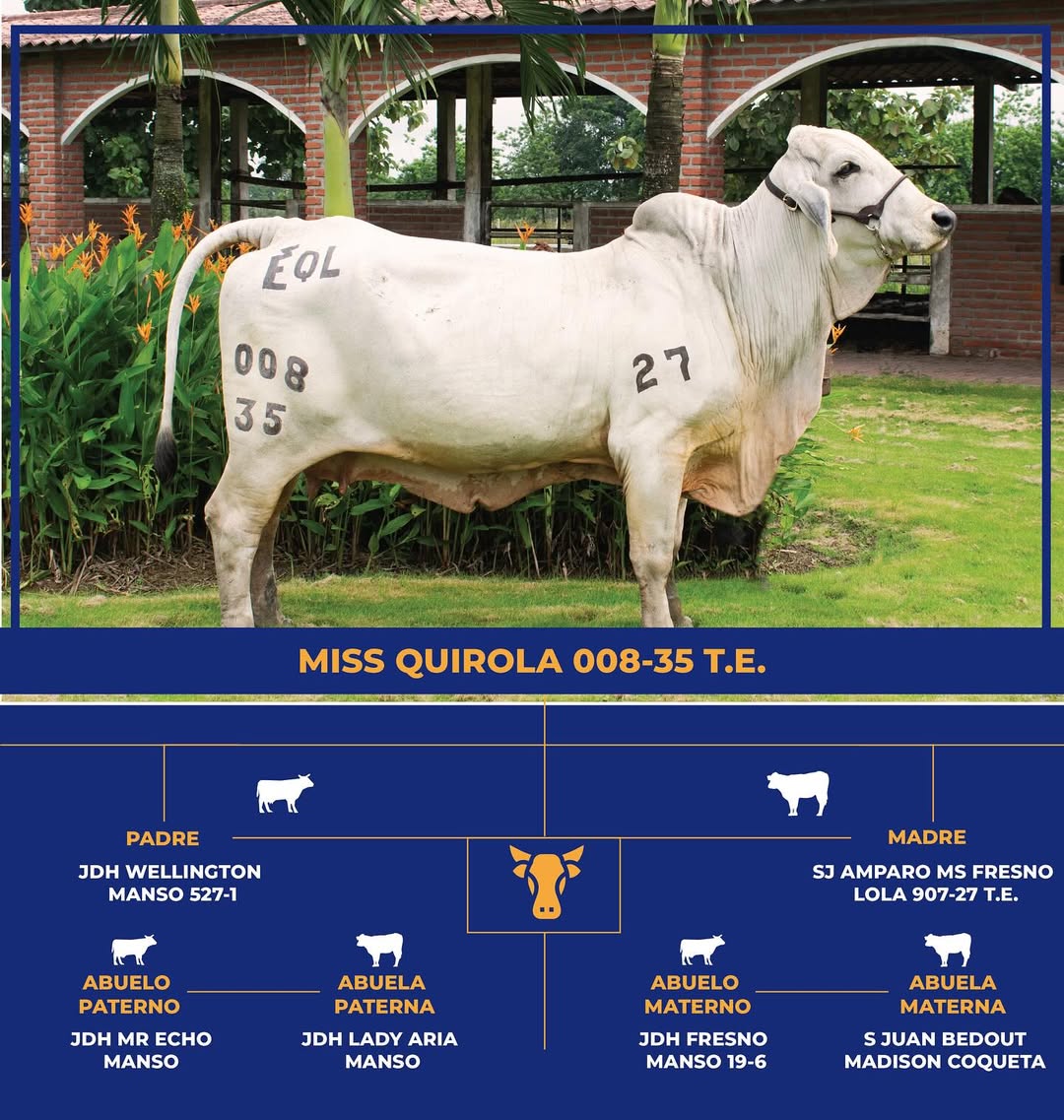 Brahman Gris - Miss Quirola