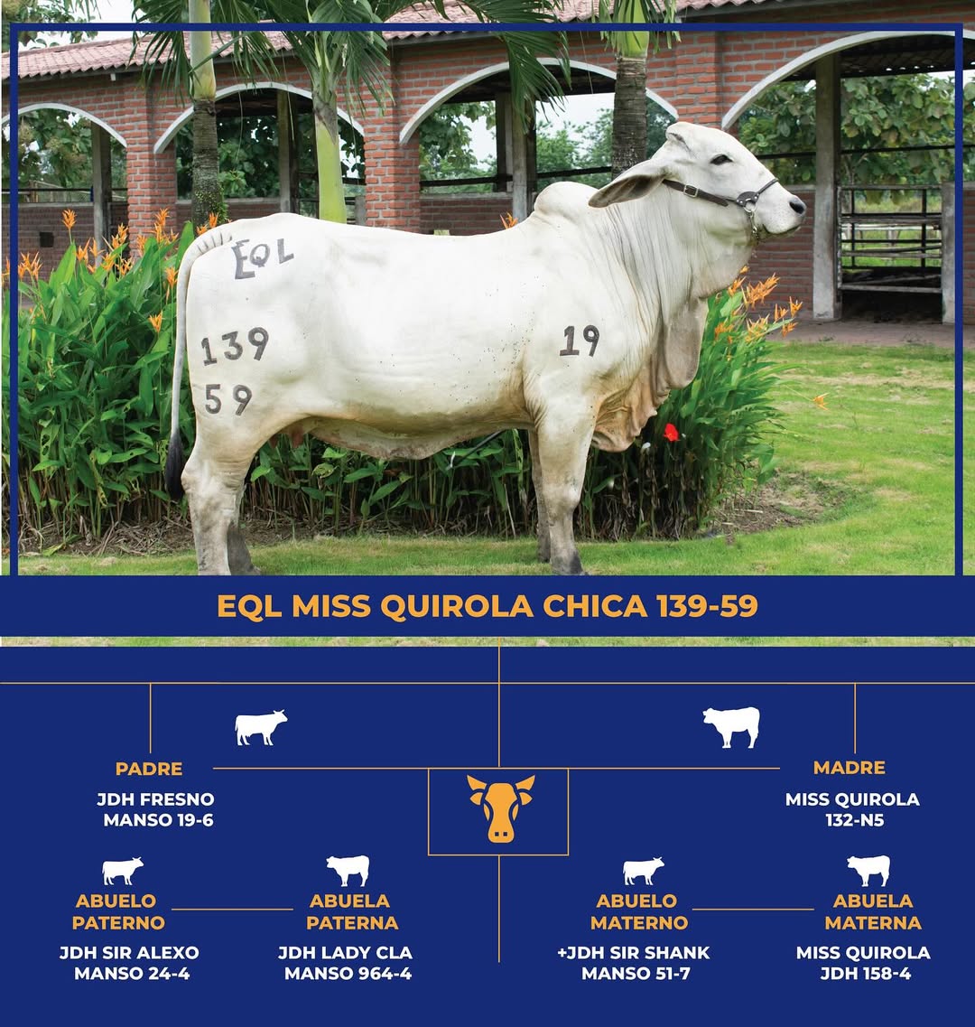 Brahman Gris - Miss Quirola