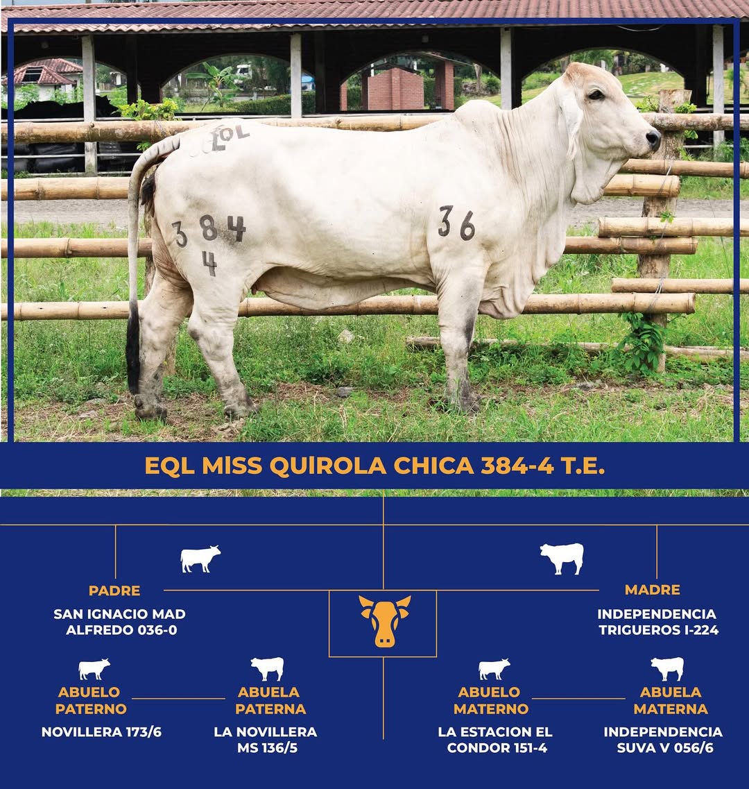 Brahman Gris - Miss Quirola