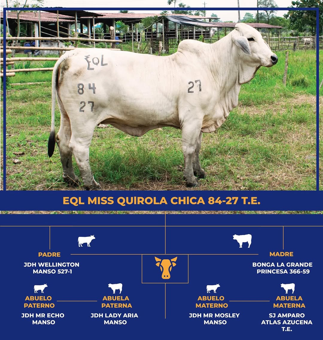Brahman Gris - Miss Quirola