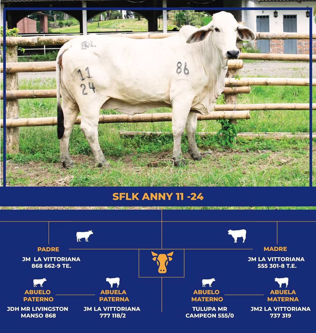 Brahman Gris - SFLK Anny