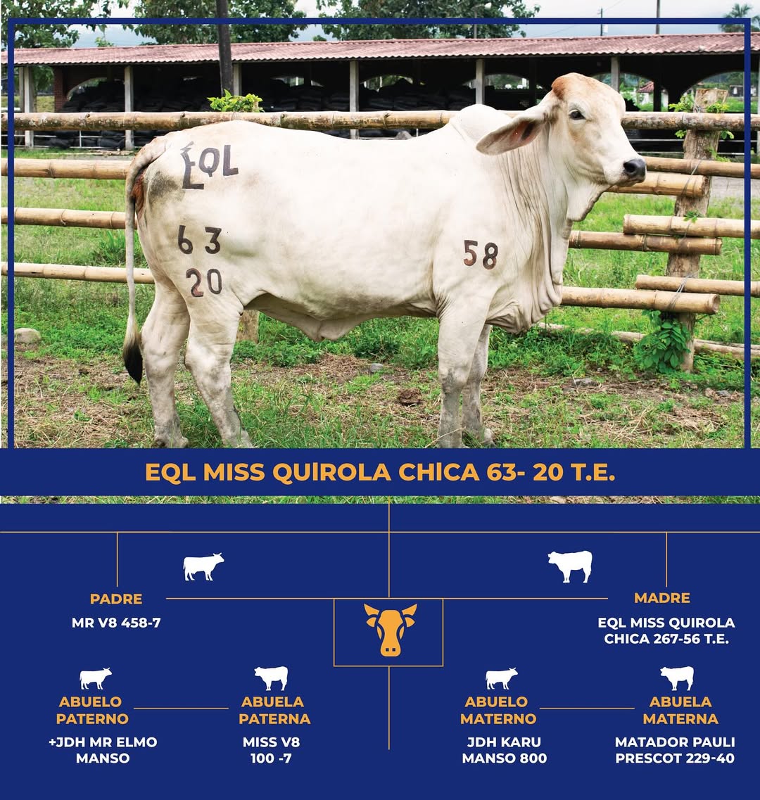 Brahman Gris - Miss Quirola