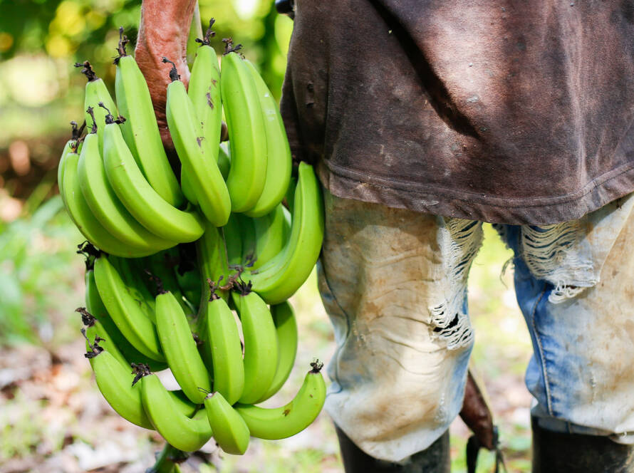 Banano Orgánico Ecuador