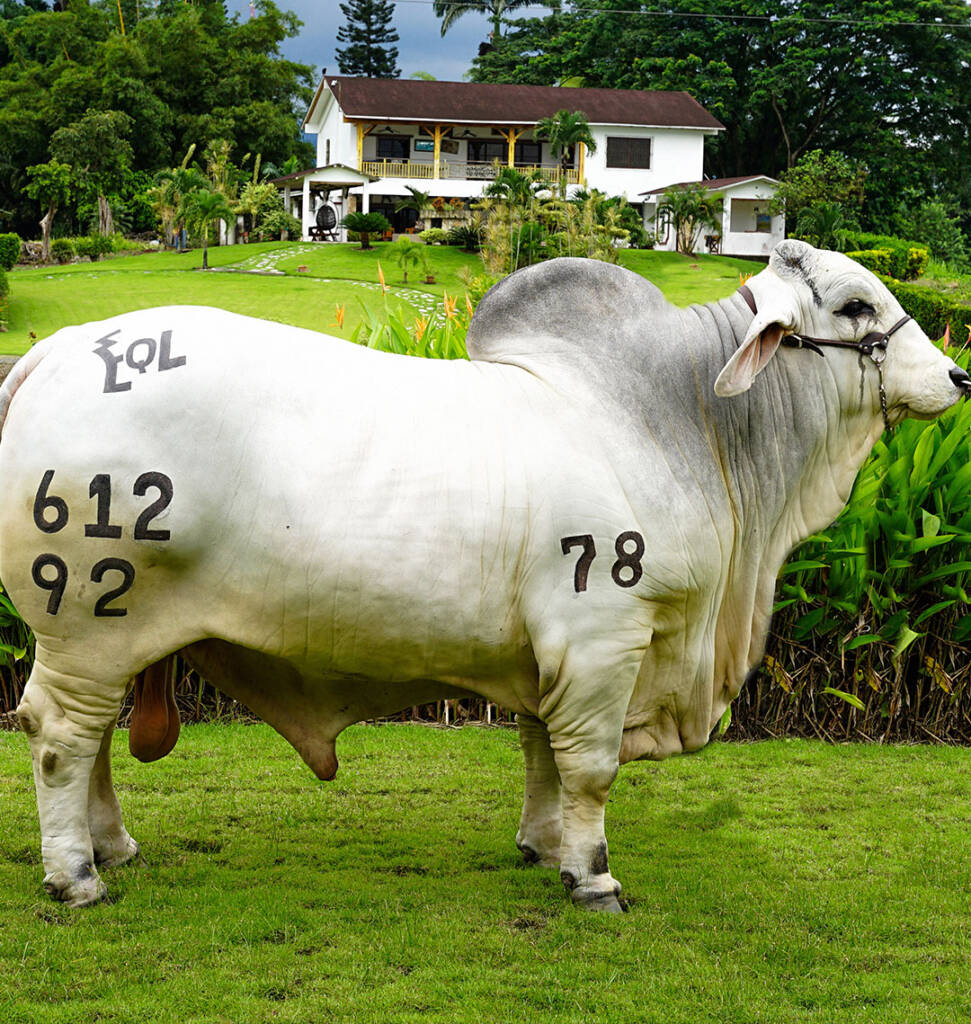 Brahman Gris - Empresas Quirola Lojas