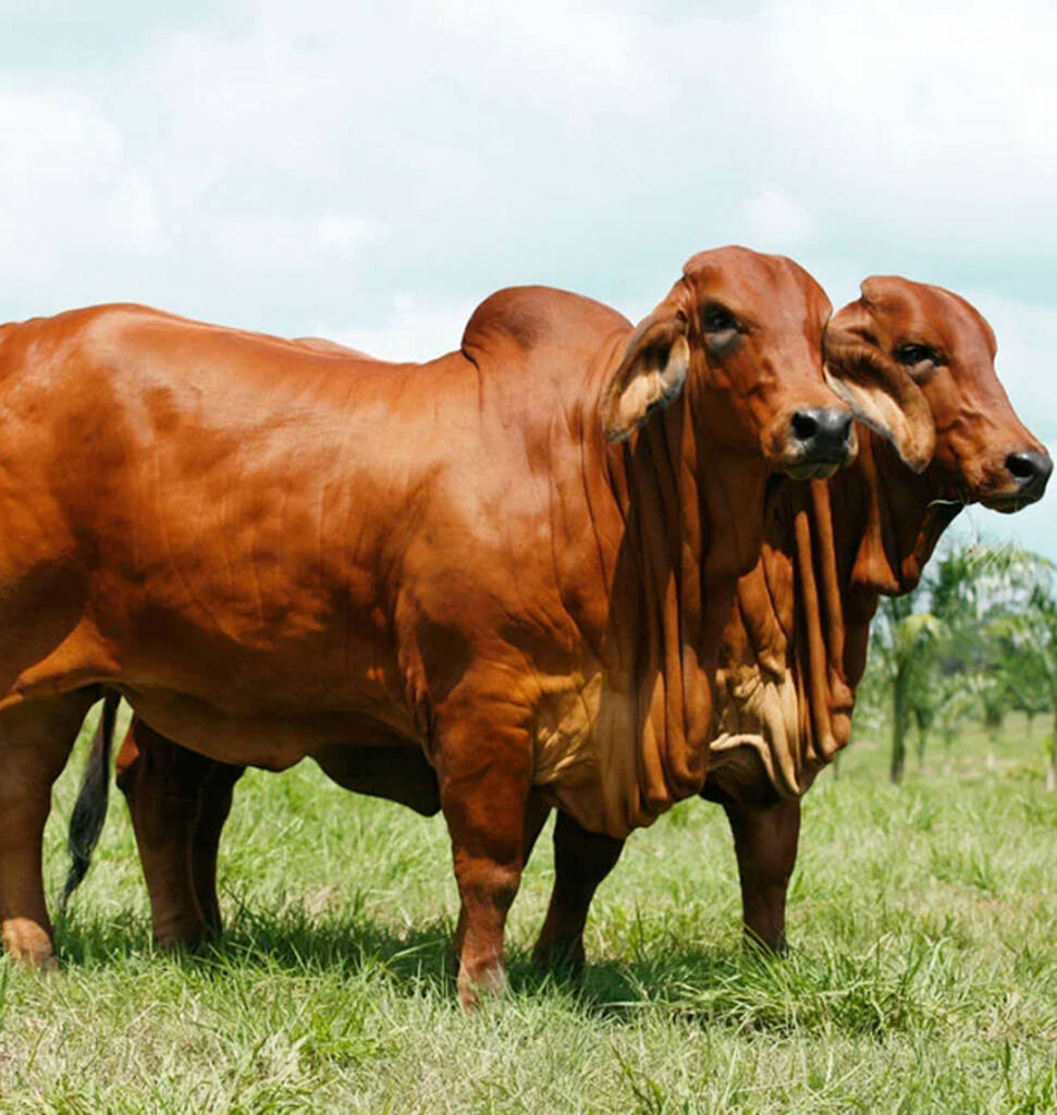 Brahman Rojo - Empresas Quirola Lojas