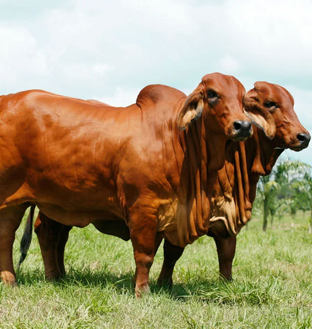 Brahman Rojo - Empresas Quirola Lojas