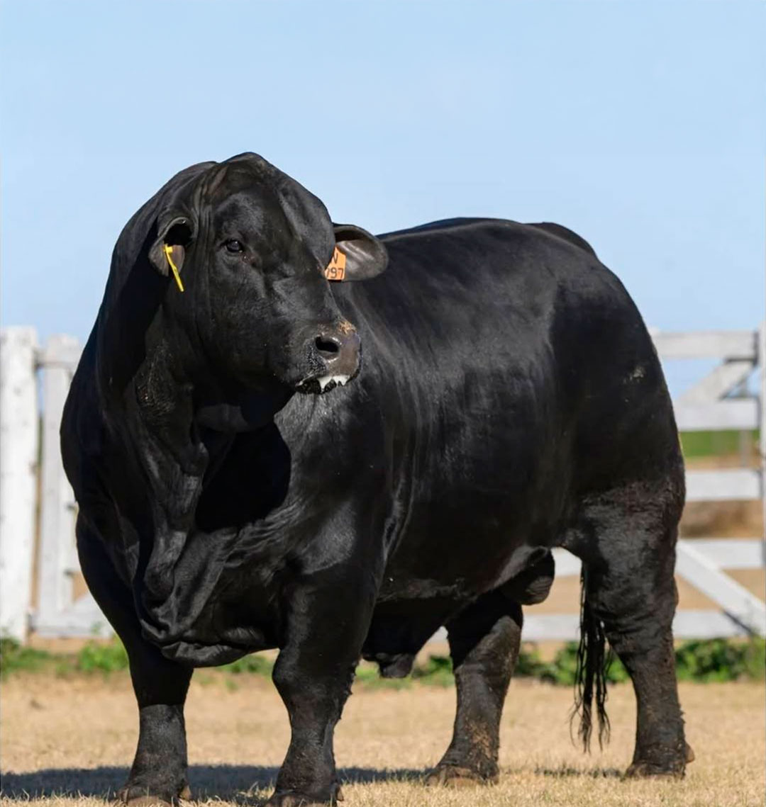 Brangus Negro - Empresas Quirola Lojas