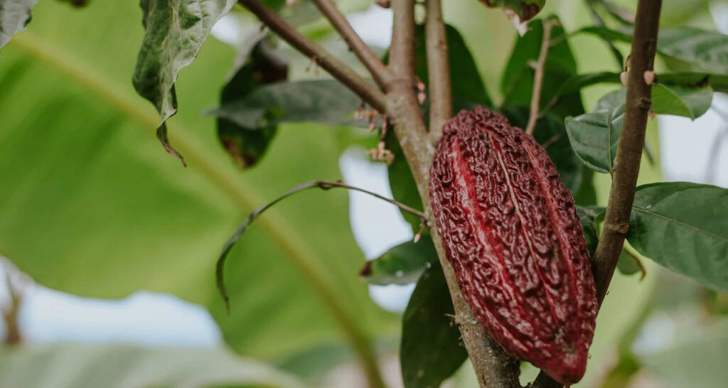 Cacao CCN51 en Ecuador