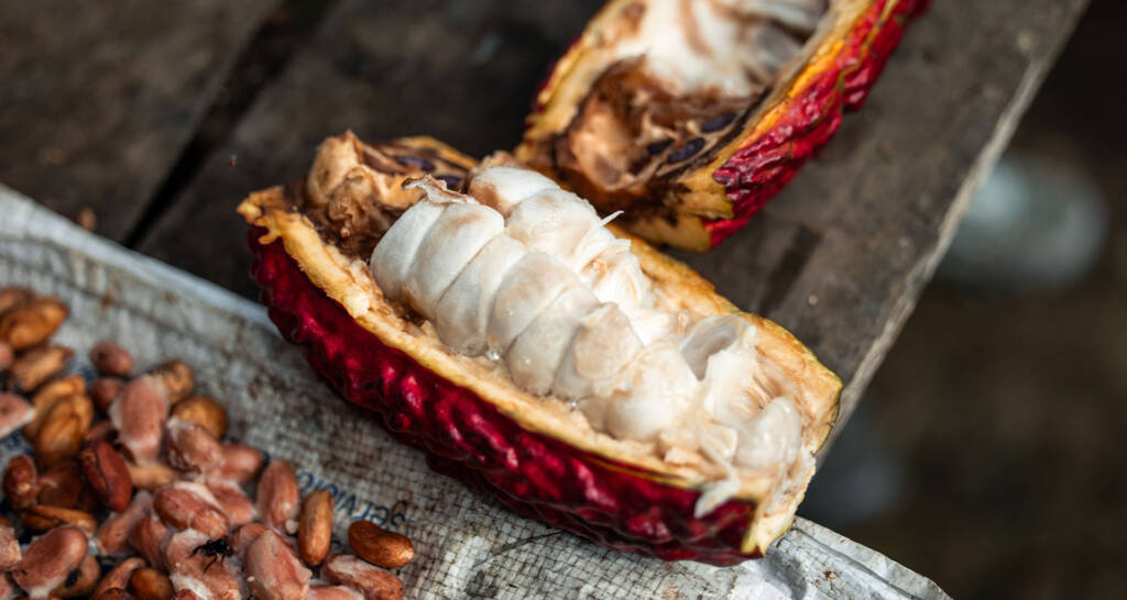 Cacao orgánico CCN51