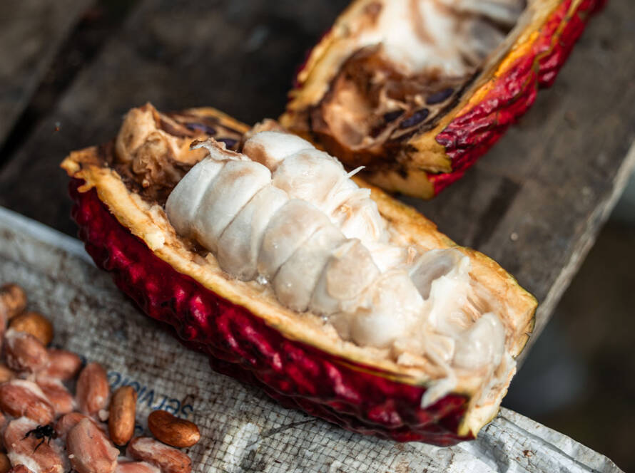 Cacao orgánico CCN51