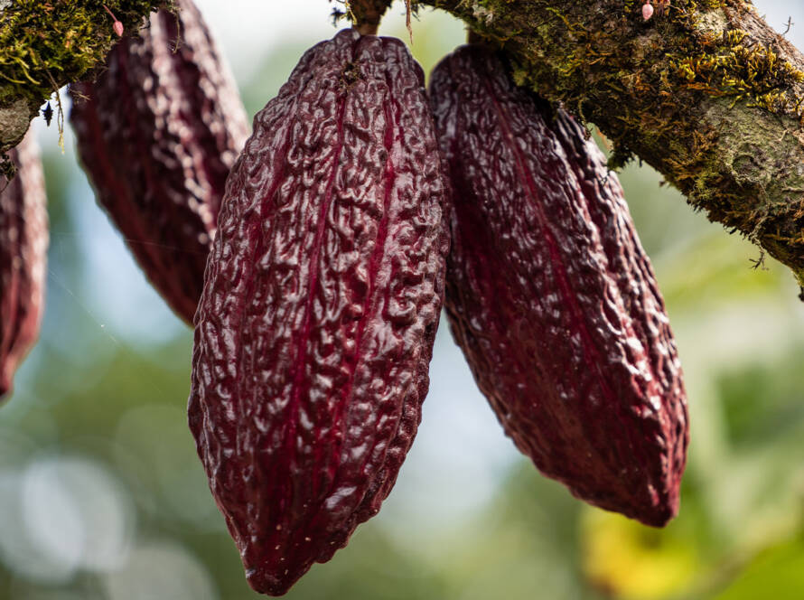 Cacao ccn51 Ecuador